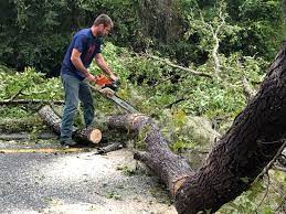 Best Fruit Tree Pruning  in Gurnee, IL