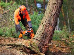 Best Tree Disease Treatment  in Gurnee, IL