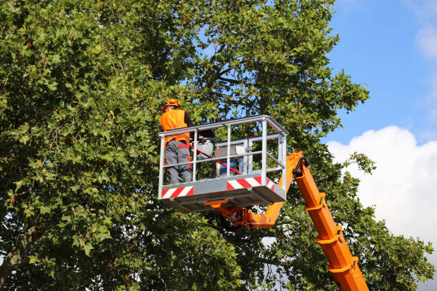 Best Hedge Trimming  in Gurnee, IL