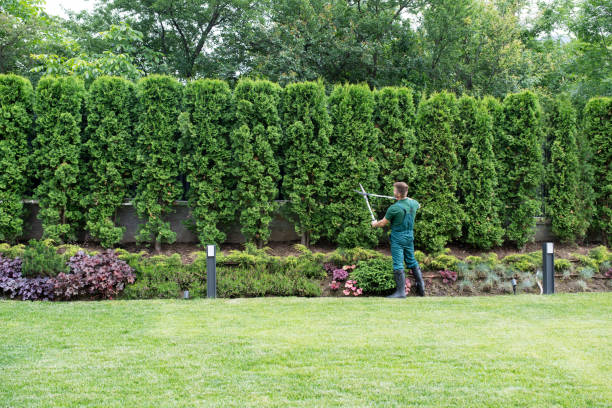 Professional Tree Care Services in Gurnee, IL