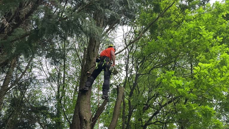 Best Tree Trimming and Pruning  in Gurnee, IL