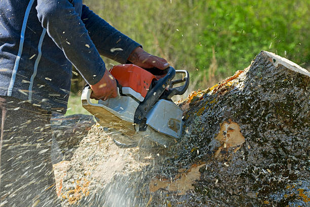 Best Stump Grinding and Removal  in Gurnee, IL