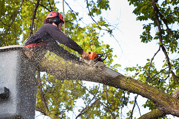 Best Tree Cabling and Bracing  in Gurnee, IL