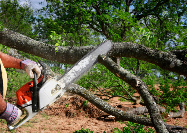 How Our Tree Care Process Works  in  Gurnee, IL